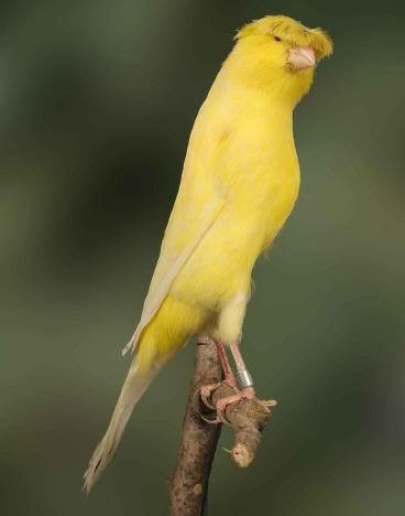 Lancashire, Farbkanarien, Kanarienvogel, Kanarien, gelber Kanarienvogel