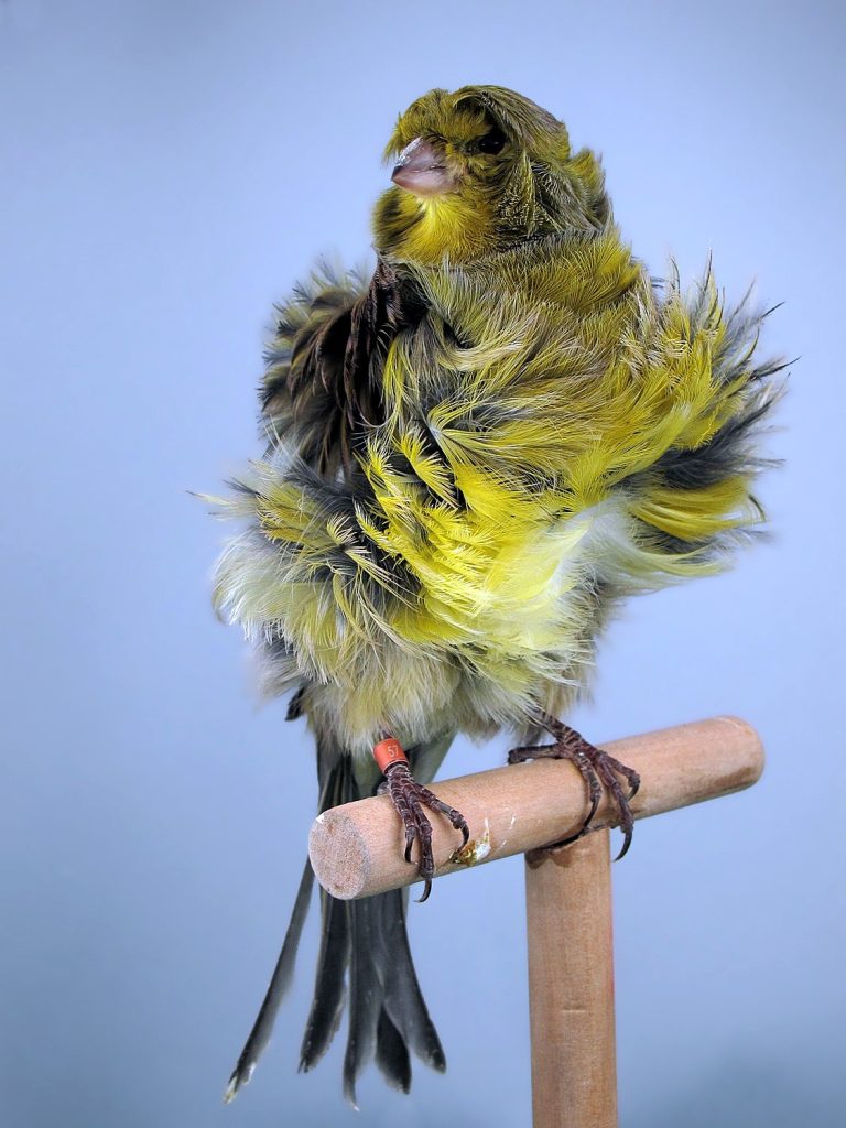 Pariser Trompeter, Farbkanarien, Kanarienvogel, Kanarien