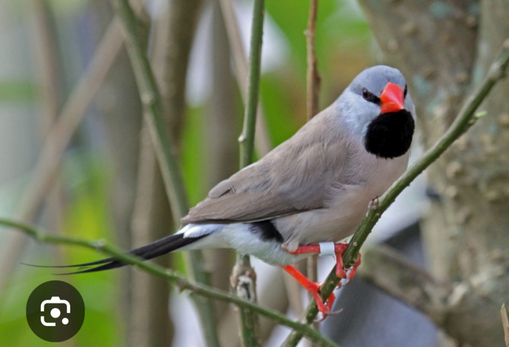 Spitzschwanzamadine, Exoten, Waldvögel, Cardueliden, Kanarienvogel