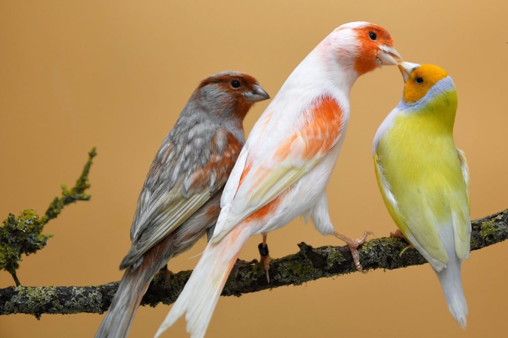 Vogelzucht, Kanarienvogel, Gouldamadine, Vogelverein, Gut Hohl, Zeisig, Exoten, Wellensittich, Sittiche, Farbkanarien, Gesangskanarien, Positurkanarien